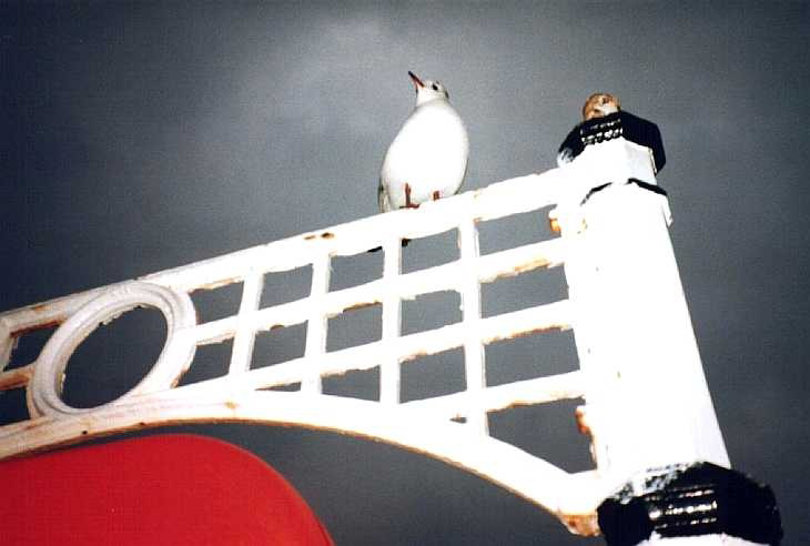 Seagull on pier, Brighton, Sussex