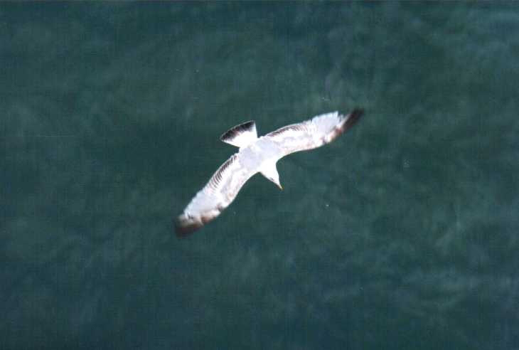 Seagull over sea, Brighton, Sussex