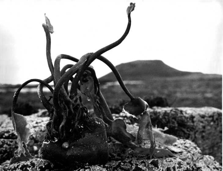 Black & white photograph. Seaweed on rock