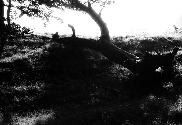 Black & white photograph. The fallen tree