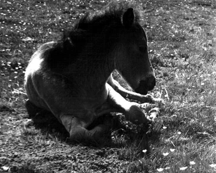 Dartmoor Pony foal, Devon. Black & white photograph