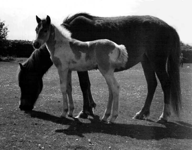 Dartmoor Pony with foal, Devon. Black & white photograph