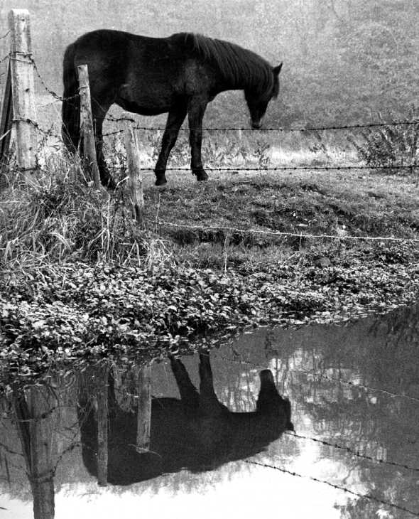 Horse and reflection, Digswell, Hertfordshire. Black & white photograph