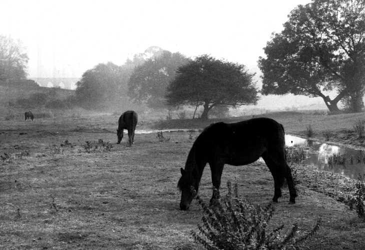 Horses on misty morning by River Mimram, Digswell, Hertfordshire. Black & white photograph