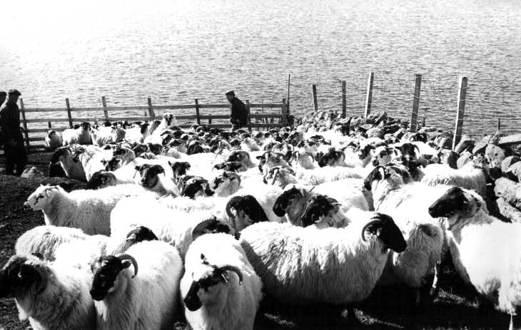Shepherds, sheep, and sea, Isle of Skye