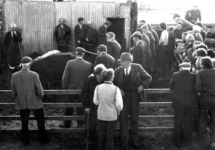 Farmers at cattle auction on South Uist
