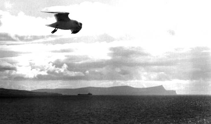 Seagull and tanker, picture 5