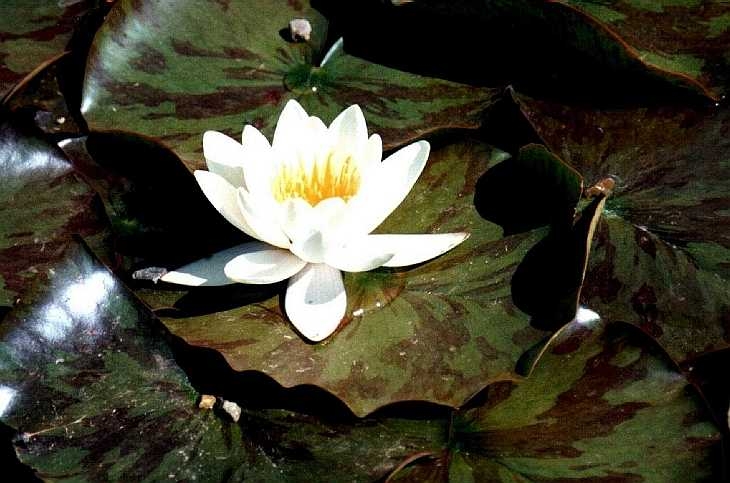 Water lily in bloom, Benington Gardens, Hertfordshire