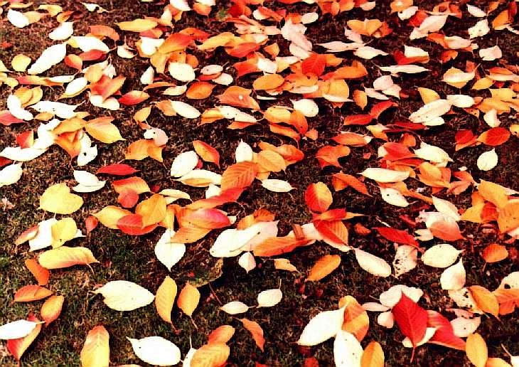 Autumn leaves, Kew Gardens, London