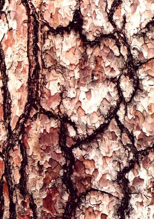 Close-up tree bark, Kew Gardens, London