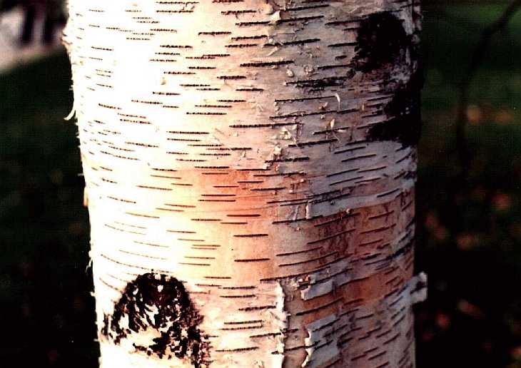 Silver birch bark, Kew Gardens, London
