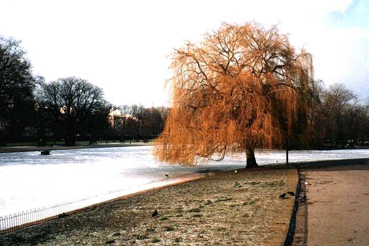 Ice on the lake, Regent's Park, London