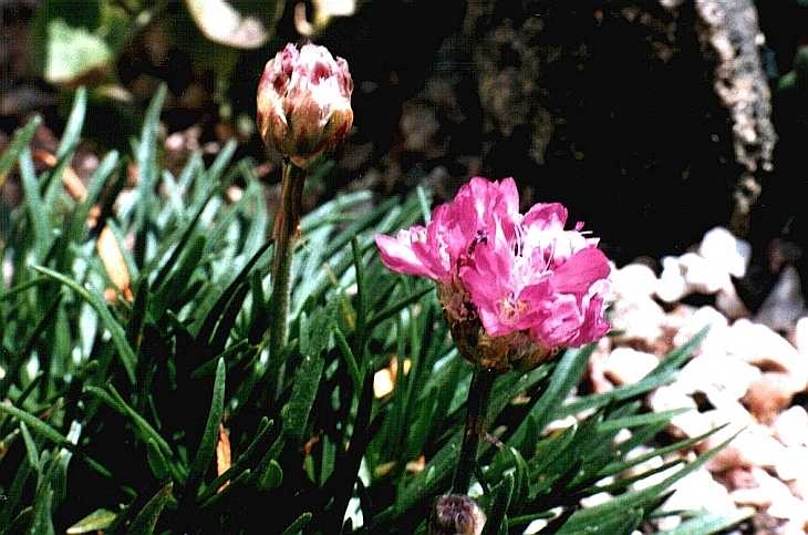 Sea Pink, or Thrift, Alpine flower grown in trough