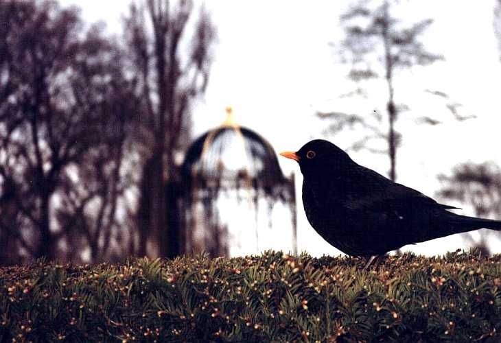 Blackbird, Kew Gardens, London
