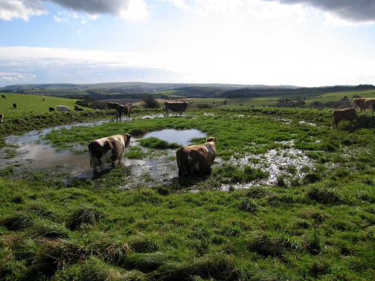 Cows in dew pond on The South Downs