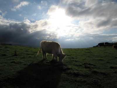 Cows, stormy sky, Baslow Edge, Curbar, Derbyshire Peak District