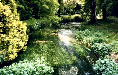 River and weed, Archer's Green, Hertfordshire