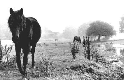 Horses, Digswell, Hertfordshire