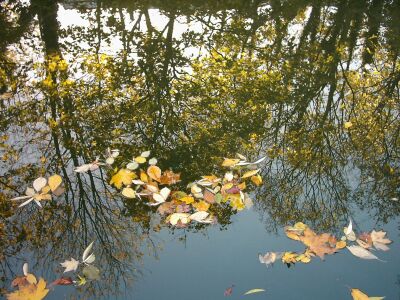 London, Islington, canal, tree reflections and autumn leaves
