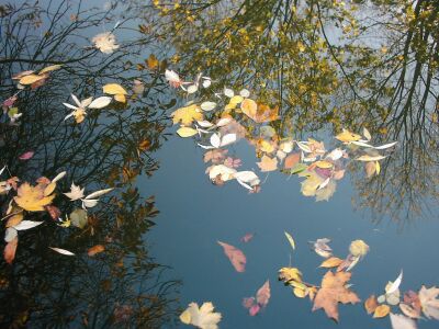 Autumn leaves and tree reflections, London, Islington, canal