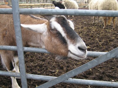 Goat, Spitalfields City Farm, East London