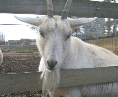 Goat, Spitalfields City Farm, East London