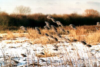 London, Walthamstow Marshes in snow