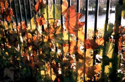 Autumn leaves blown against fence, Regent's Park, London