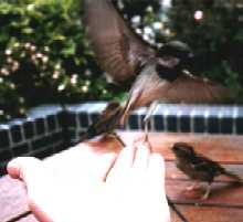 Sparrow feeding from hand, Regent's Park, London
