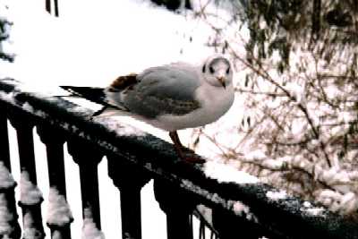 Seagull on bridge, London, Regent's Park in snow