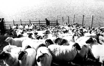 Shepherds on the Isle of Skye