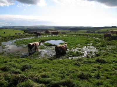 Cows and pond