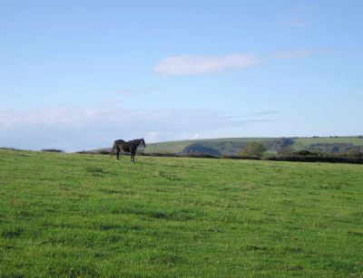 Horse on The South Downs